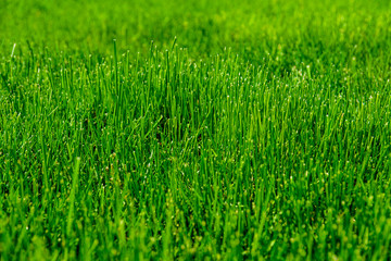 Background of the green grass. Eco concept. Selective focus