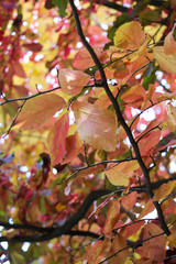 Autumn forest with yellow orange red and green leaves