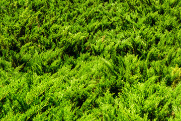 Fototapeta premium Background of the evergreen juniper bushes. Natural pattern