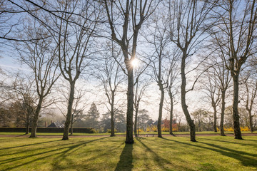 Obraz premium Arbres dansants