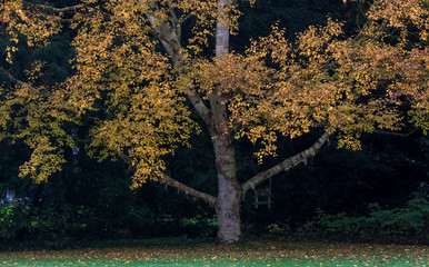 Fall. Autumn. Leaves and trees. Maatschappij van Weldadigheid Frederiksoord Drenthe Netherlands. 