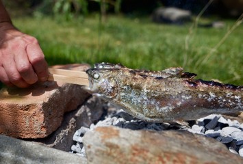 Steckerlfisch, Forelle ((Salmo trutta)