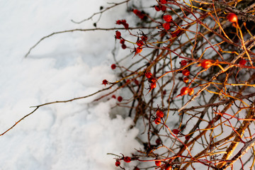 Rich red rosehip berries on the background of cold white snow, grow in a large group on the branches of a bushy rose and winter until spring all season without green leaves