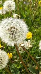 dandelion in the grass