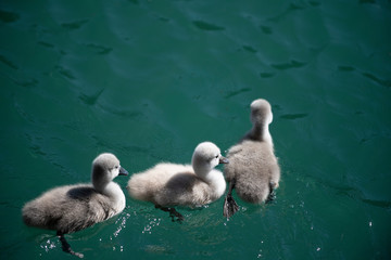 three fluffy baby swans are swimming on lake water