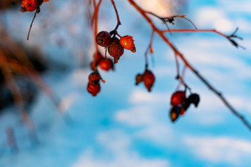 Rich red rosehip berries on the background of cold white snow, grow in a large group on the branches of a bushy rose and winter until spring all season without green leaves