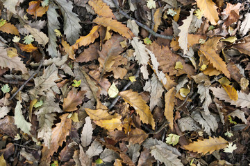 Autumn forest with yellow orange red and green leaves