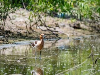Close up shot of the American avocet