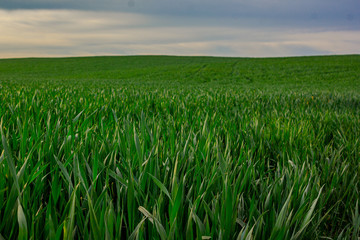 Wheat field in spring