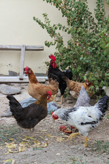 Chicken in the yard