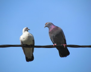 Two urban dove sitting on a wire