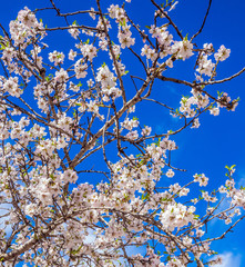 Spring came