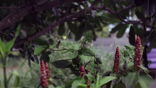 A nice nature clip of some trees and shrubs blowing in the breeze in the evening. 1080p 30fps shot with canon 6d