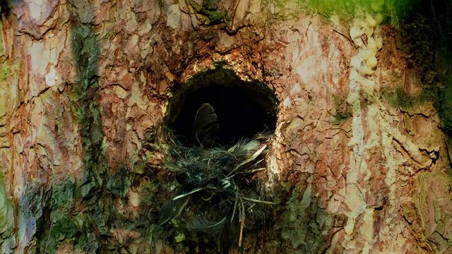 Eurasian Pygmy-Owl Glaucidium passerinum looking from the nest hole in the forest. Small european owl looking from the nesting hole and cleaning it from the rest of hunted prey, face to face and eyes.