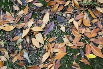 Autumn forest with yellow orange red and green leaves