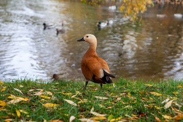 Duck in the autumn park.