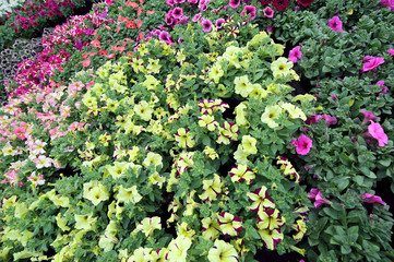 colorful potted Petunia flowers for sale in spring