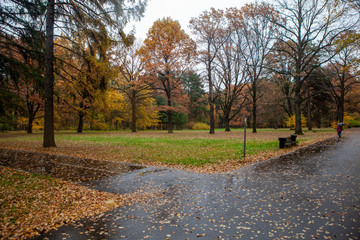 Autumn rainy day in the park.