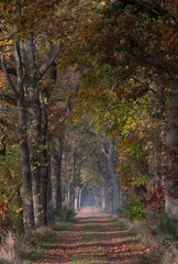 Fall. Autumn. Lanestructure. Dirtroad. Beechtrees.. Maatschappij van Weldadigheid Frederiksoord Drenthe Netherlands. 