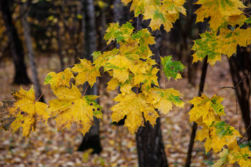Fototapeta premium Yellow maple leafs in the park.