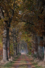 Fall. Autumn. Lanestructure. Dirtroad. Beechtrees.. Maatschappij van Weldadigheid Frederiksoord Drenthe Netherlands. 