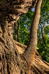 Old tree trunk