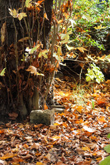 Autumn forest with yellow orange red and green leaves