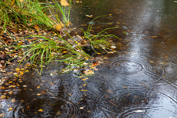Autumn rainy day in the park.