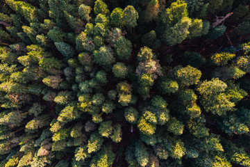 Naklejka premium trees