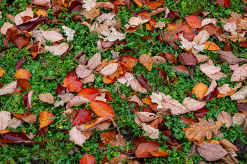 Yellow Autumn leafs on the ground.