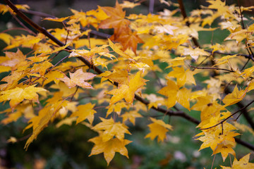 Autumn leafs in the park.
