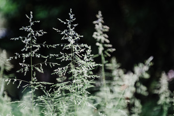 close-up macro detail of tall grass with fir tree shape in green garden - shallow focus in background