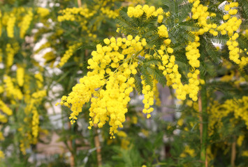 mimosa flowers blossomed in March symbol of Womens Day