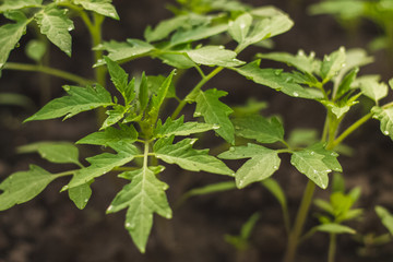 Tomato seedlings young plant green leaves in soil after rain on home garden. Home growing vegetables in spring time. Free copy space. Early morning light. Top view