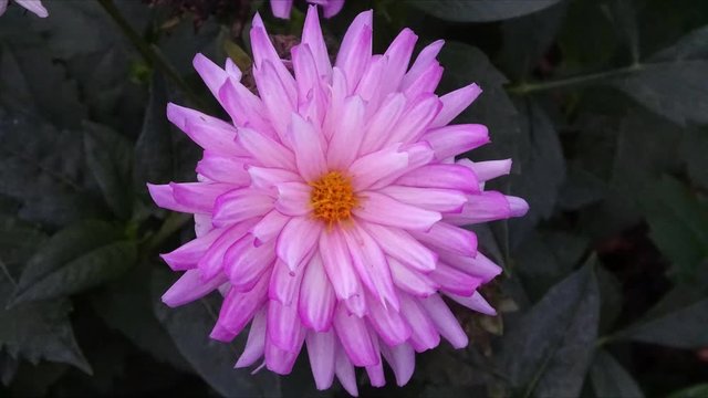 Pink Dahlia flower in full bloom .  Flower petals moving , changing patterns.  2d Visual effect  , fx. Living photo , cinemagraph style animation .Timelapse effect