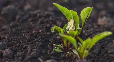 Beet seedlings young plant green leaves in soil after rain on home garden. Home growing vegetables in spring time. Free copy space. Early morning light. Top view