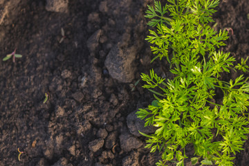 Carrot seedlings young plant green leaves in soil after rain on home garden. Home growing vegetables in spring time. Free copy space. Early morning light. Top view