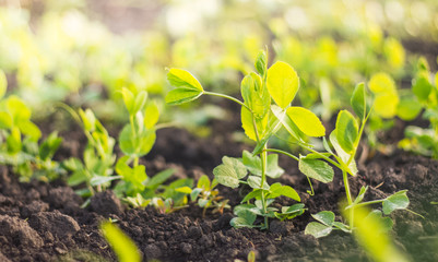 Pea plant bean green leaves after rain with dew in black soil. Home growing vegetables in spring time. Free copy space. Early morning time light. Top view