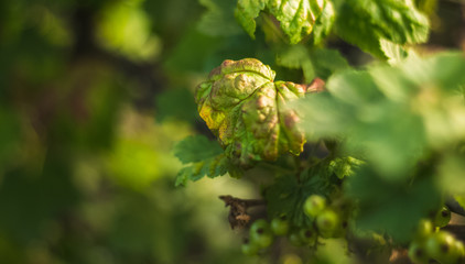 Red currant plant green ill disease leaves after rain with dew. Home growing fruit in spring time. Free copy space. Top view. Early morning time light