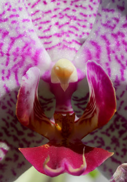 Enlargement of the orchid flower and there are the pistil and st