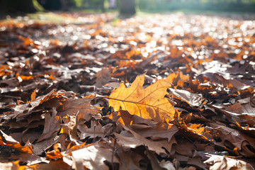 Fallen oak leaves in the sunlight.