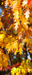 Bright yellow oak leaves
