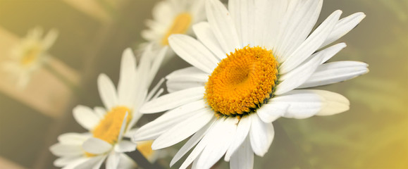  White daisies near the fence © Daria