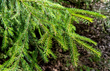 Branches of a tree in the forest on a Sunny day. 