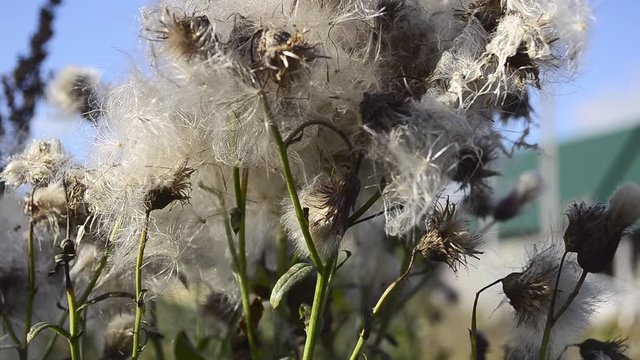 Close-up agrimony in autumn sunny day