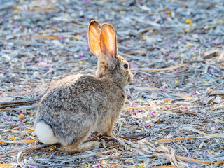 Close up shot of a cute Cottontail rabbit