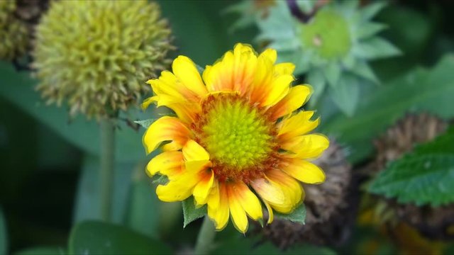 Bright Yellow  flower in full bloom .  Flower petals moving , changing patterns.  2d Visual effect  , fx.
Living photo , cinemagraph style animation .Timelapse effect