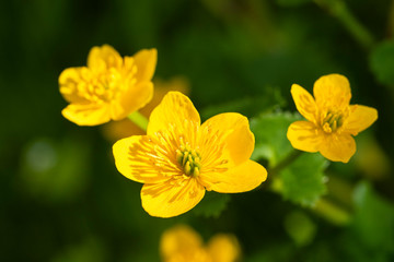 Close up of a yellow Meadow Buttercup flower. Also known as a Common, Giant, and Tall Buttercup.