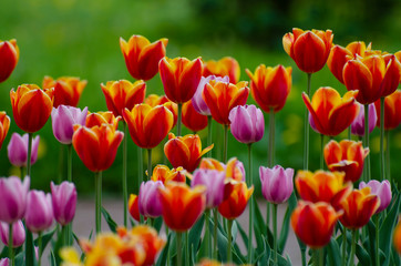 red and lilac tulips on a green background in the summer