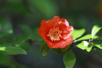 初夏の花